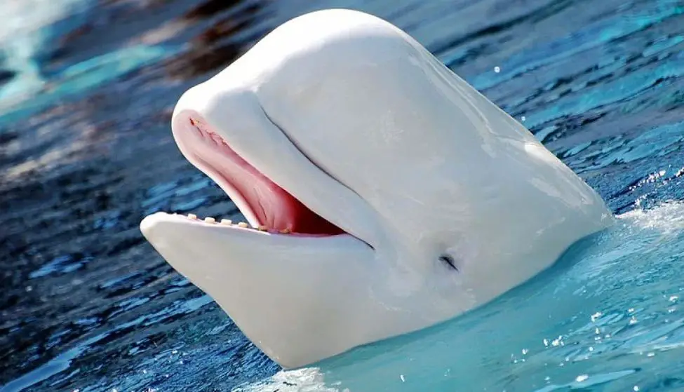 الحيتان البيضاء