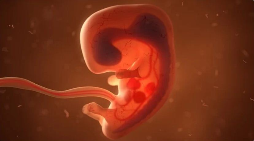 مراحل تكوين الجنين داخل رحم الام