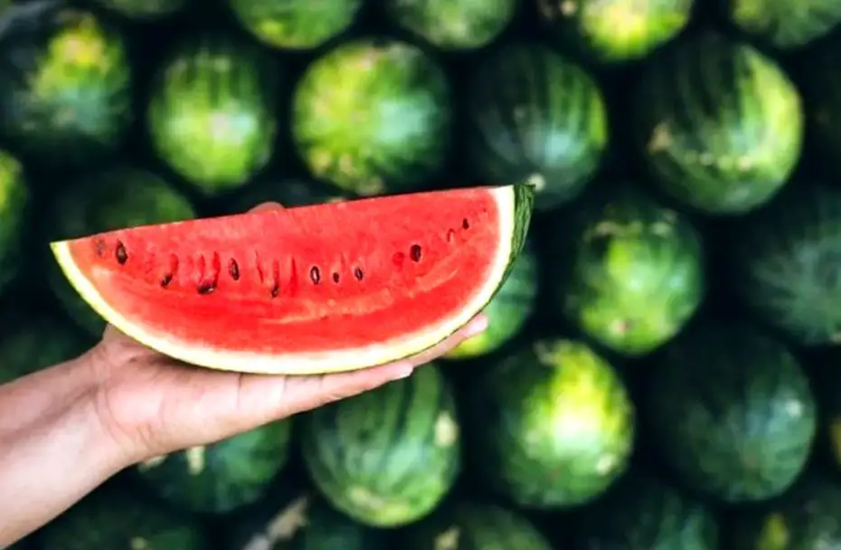 كيف تعرف البطيخة الحمراء الناضجة والحلوة من البطيخ الأقرع
