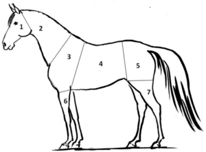 تفاصيل عن جسم الحصان