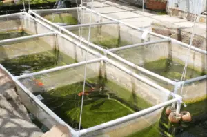 انواع احواض المزرعة السمكية