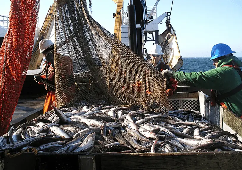 اهمية الثروة السمكية وكيفية استغلالها