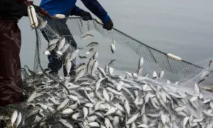 تأثير الانسان والصيد الجائر على الثروة السمكية